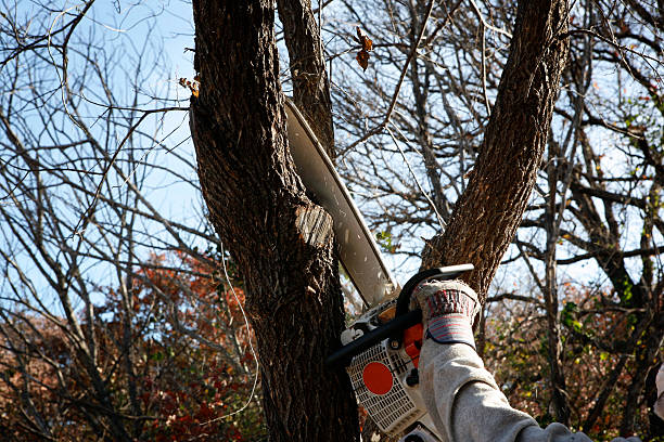 How Our Tree Care Process Works  in  Cricket, NC